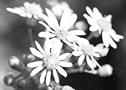 即时到账充值的网站攻击器